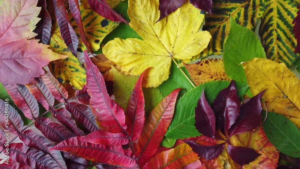 Collection of beautiful autumn leaves Collection of beautiful autumn leaves
