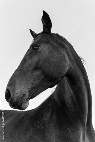 portrait of a beautiful horse in grayscale