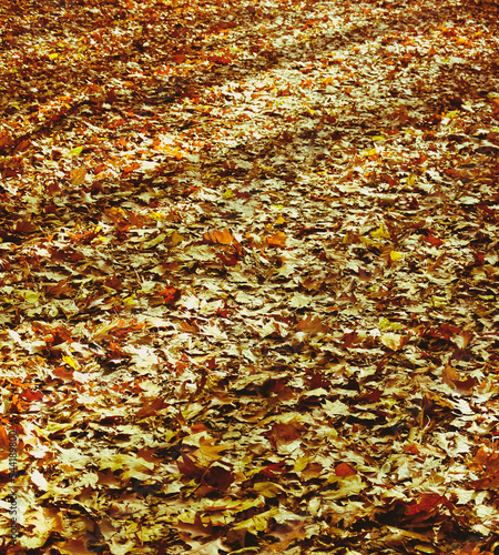 Colorful various autumn fallen leaves on the ground. Yellow, orange, green and red october autumn leaves.