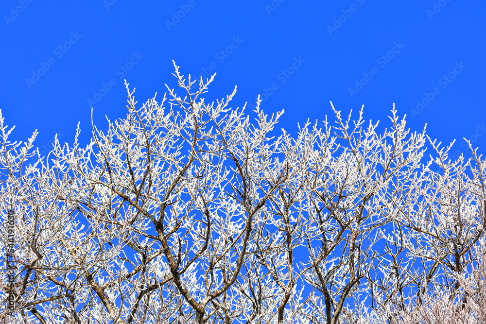 상고대가 아름답게 피어난 한라산의 겨울 풍경이다. 상고대가 아름답게 피어난 한라산의 겨울 풍경이다.