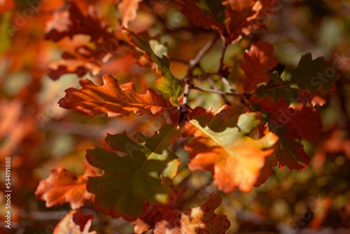 Wallpaper Mural Golden colors of autumn, oak forest in the mountains of the Black Sea coast, dressed in a fabulous outfit, selective focus, blurred background, Russia Torontodigital.ca
