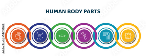 editable thin line icons with infographic template. infographic for human body parts concept. included brain inside human head, human abdomen, thin lips, broken bone, bones joint, big cellule icons.