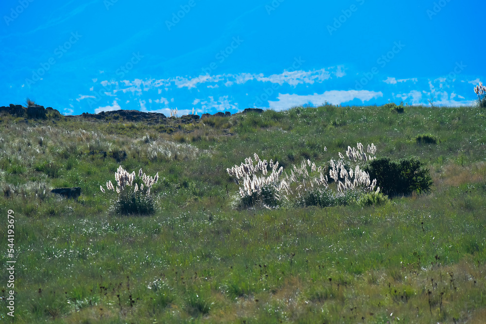 Highland grasslands in Pampa de Achala , Quebrada del Condorito  National Park,Cordoba province, Argentina