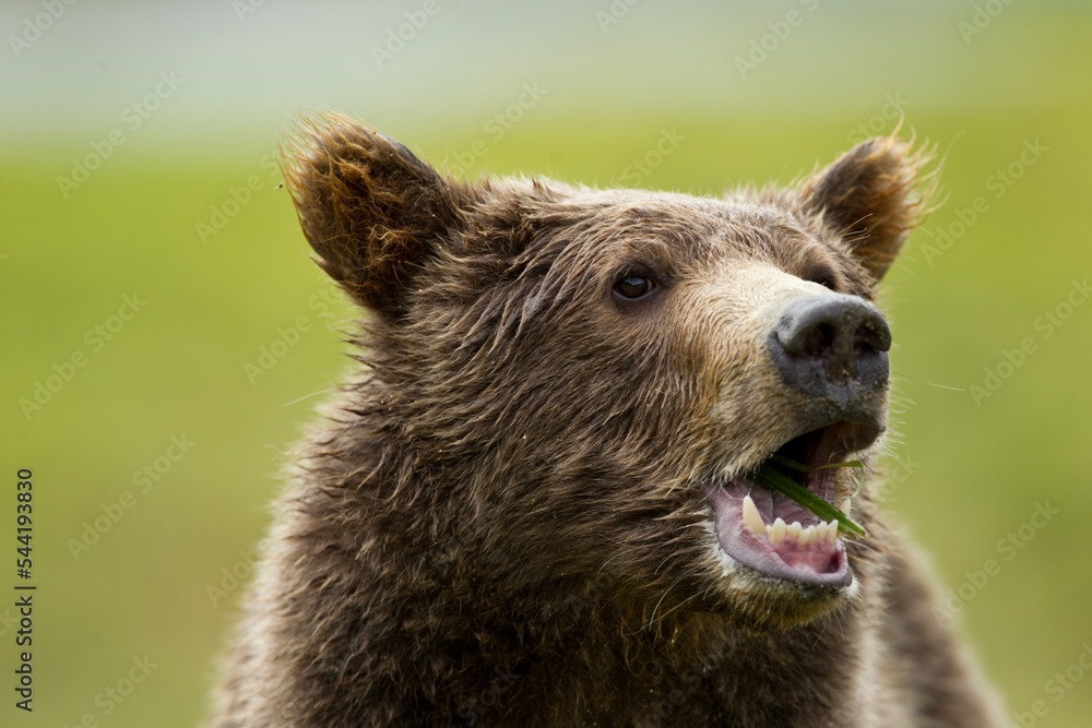 Fototapeta premium Grizzly Bear, Katmai National Park, Alaska