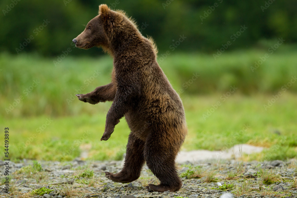 Obraz premium Grizzly Bear, Katmai National Park, Alaska