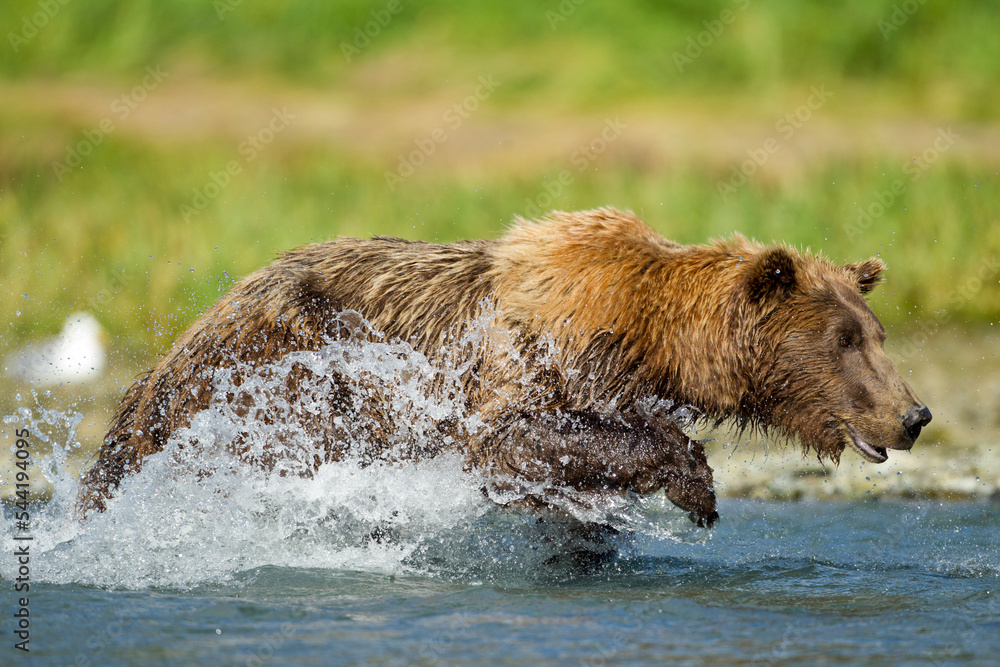 Brown Bear Fishing, Katmai National Park, Alaska Brown Bear Fishing, Katmai National Park, Alaska