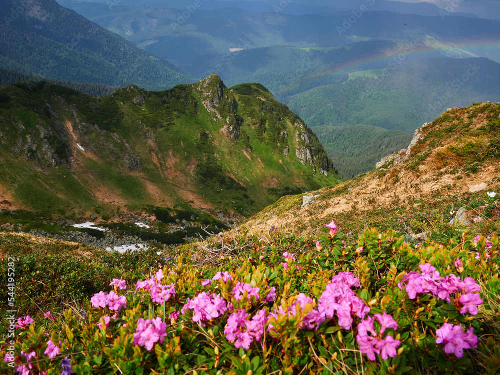 Pink mountain flowers against the backdrop of mountains and rainbows Pink mountain flowers against the backdrop of mountains and rainbows