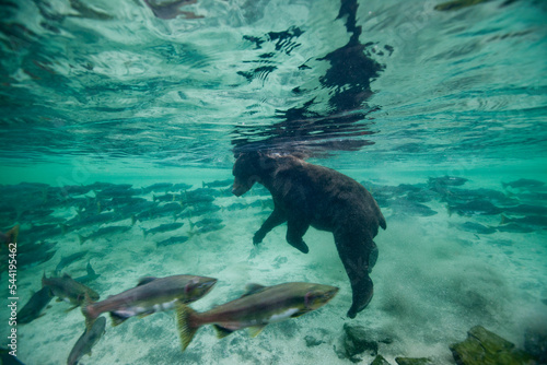 Underwater Brown Bear, Katmai National Park, Alaska photo