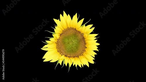 4K Time Lapse opening yellow Sunflower Head, isolated on black background. Time-lapse of beautiful Sunflower blooms.
