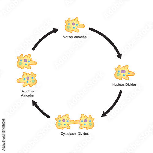 Scientific Designing of Binary Fission in amoeba. Colorful Symbols. Vector Illustration. photo