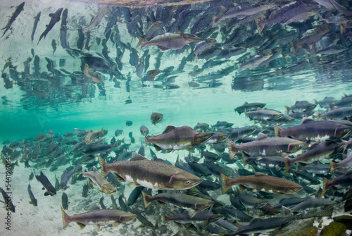 Underwater Spawning Salmon, Alaska