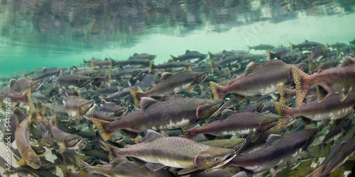Underwater Spawning Salmon, Alaska