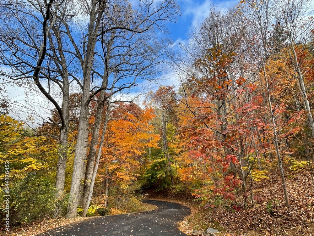 Fall Foliage 