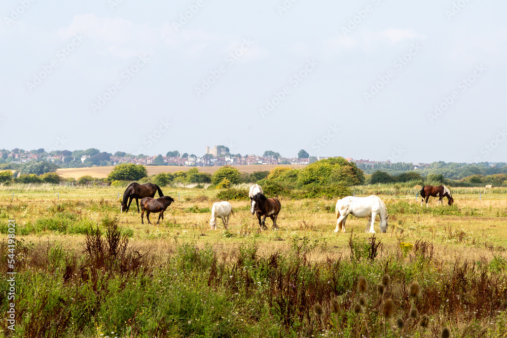 Horses grazing in a field in Sussex, with Lewes castle visible in the distance