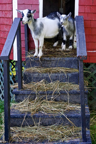 St. Andrews, New Brunswick, Canada: Two goats standing at the top of the straw-covered stairs of a small red barn at the Kingsbrae Botanical Gardens.