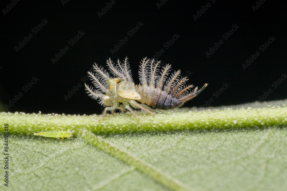 treehopper nymph on a leaf treehopper nymph on a leaf