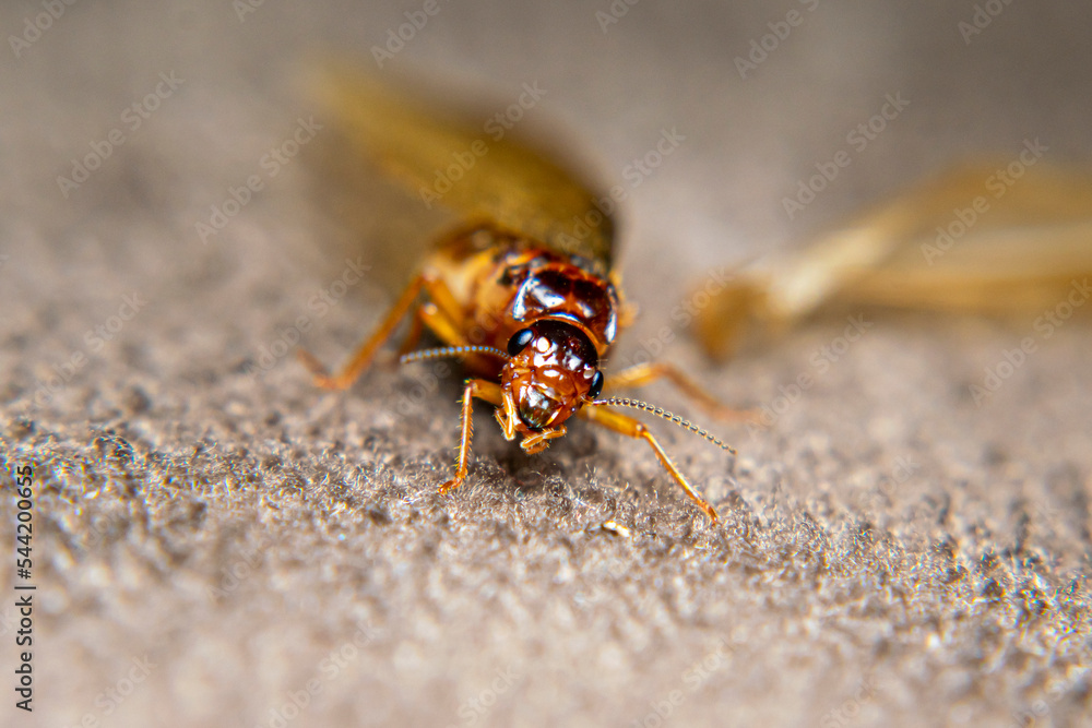 Close Up of Swarmers, moths, flying termite, winged termites, subterranean termites, drywood termites come out of termites nests to mate and create new colonies.This moth comes out in the rainy season Close Up of Swarmers, moths, flying termite, winged termites, subterranean termites, drywood termites come out of termites nests to mate and create new colonies.This moth comes out in the rainy season