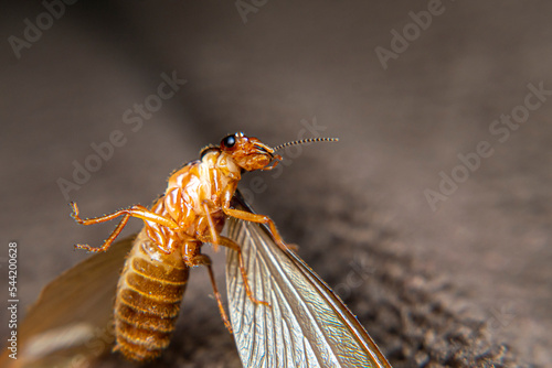 Close Up of Swarmers, moths, flying termite, winged termites, subterranean termites, drywood termites come out of termites nests to mate and create new colonies.This moth comes out in the rainy season photo