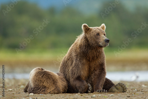 Brown Bear Sow and Cub, Katmai National Park, Alaska © Paul