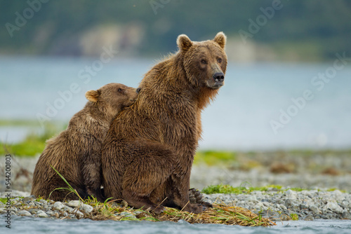 Grizzly Bear, Katmai National Park, Alaska © Paul