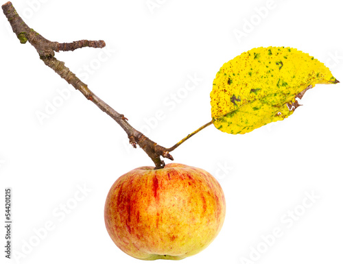 apple on the branch
