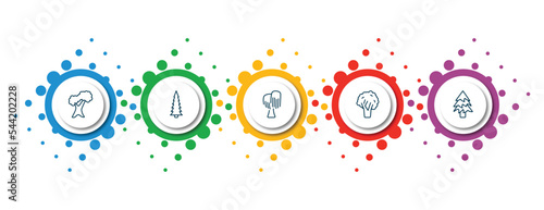 editable thin line icons with infographic template. infographic for nature concept. included northern red oak tree, red spruce tree, black willow tree, black walnut balsam fir icons.