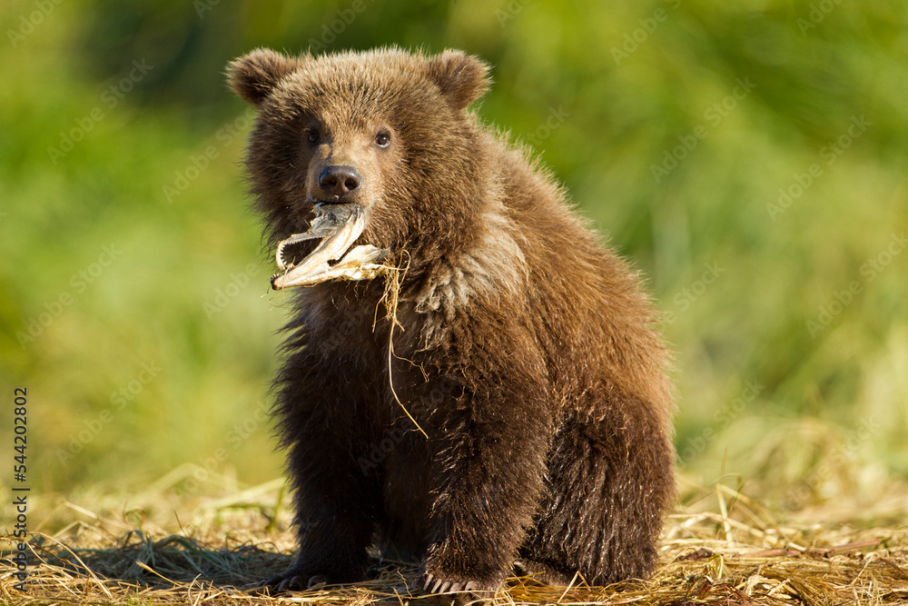 Fototapeta premium Brown Bear Spring Cub, Katmai National Park, Alaska