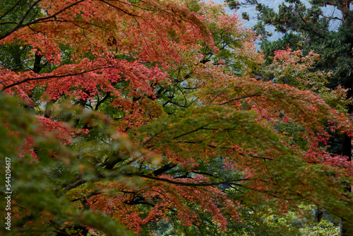 秋, 葉, 自然, 赤, オレンジ, カラフル, 木, カエデ, 空, 風景, 色, 木の葉, 季節 紅葉, アウトドア, 緑, 黄色, 森, 落ちる, 明るい