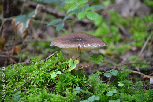 A mushroom in the middle of the green flowers in the forest