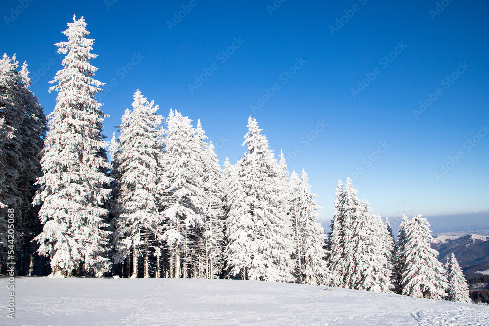 amazing winter landscape with snowy fir trees in the mountains amazing winter landscape with snowy fir trees in the mountains