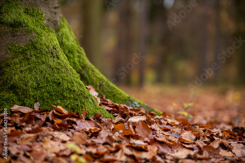 Close up of fallen leaves with tree trunk covered with moss during autumn time.