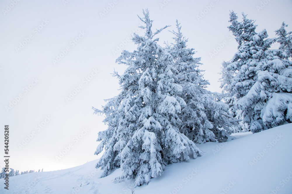 amazing winter landscape with snowy fir trees in the mountains