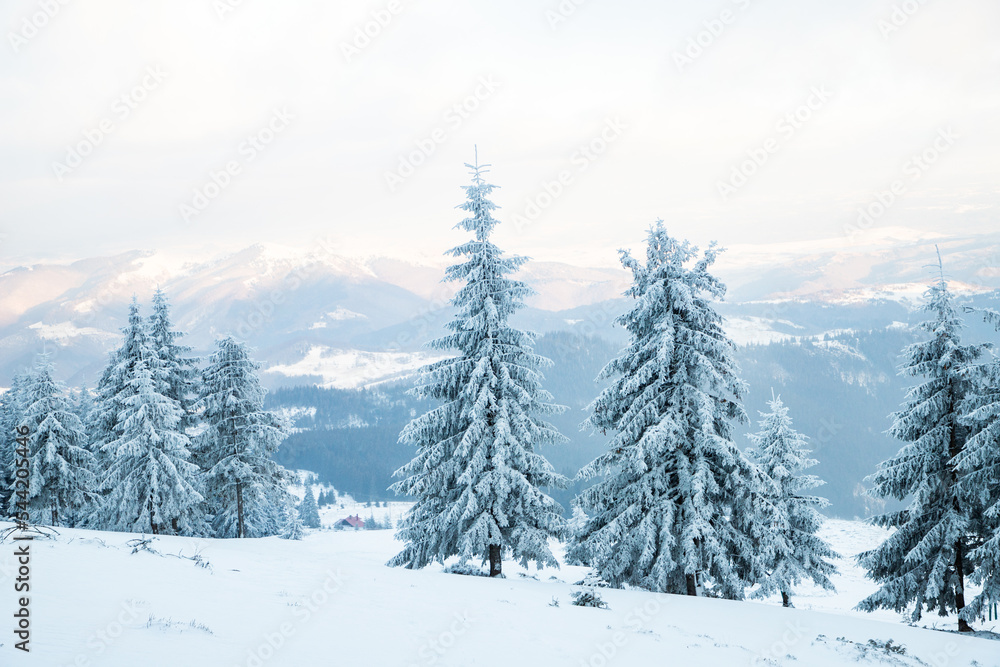 amazing winter landscape with snowy fir trees in the mountains