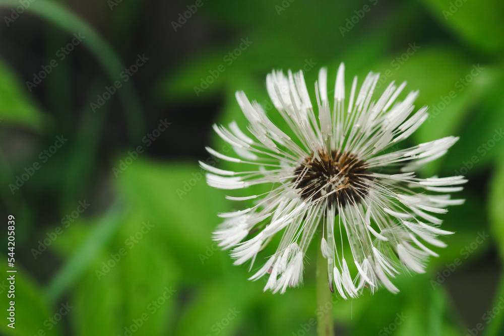 Dandelion flower on green nature background. Blow ball of wet dandelion. White taraxacum head with space for text Dandelion flower on green nature background. Blow ball of wet dandelion. White taraxacum head with space for text