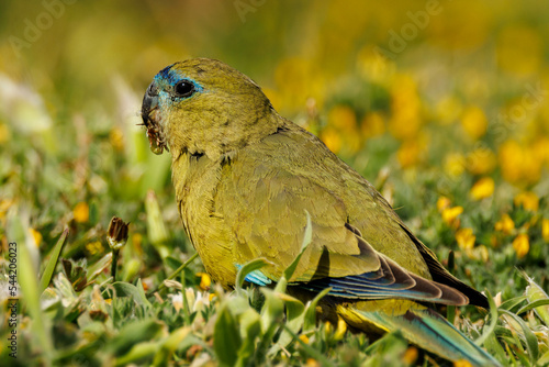 Rock Parrot in Western Australia