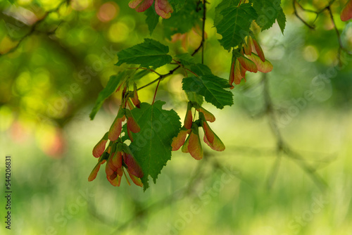 Red Maple Samaras On The Tree In Summer