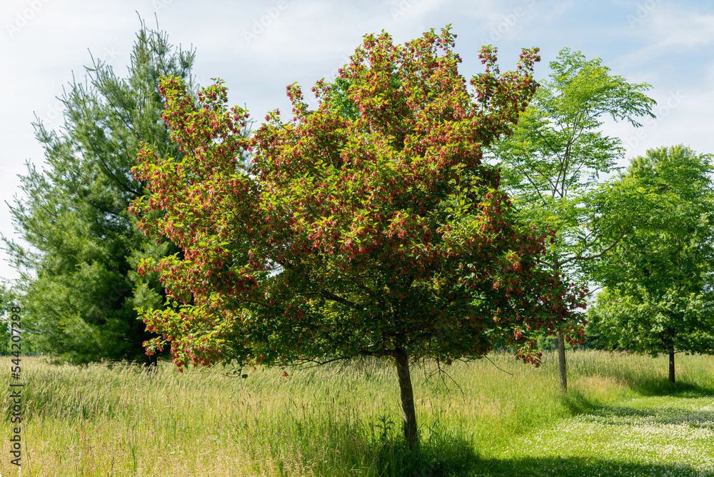 Red Maple Tree With Red Samaras In Summer Red Maple Tree With Red Samaras In Summer