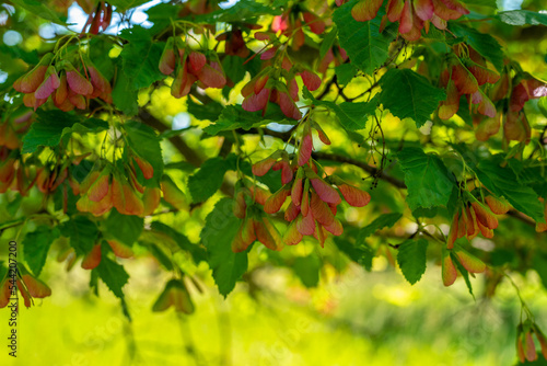 Red Maple Samaras On The Tree In Summer