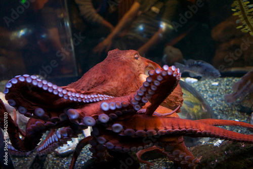 Giant pacific octopus at aquarium of the bay