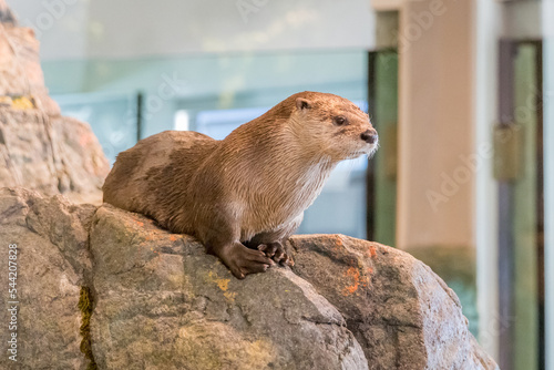 North American River otter at aquarium of the bay