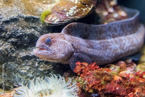 Wolf Eel at Aquarium of the Bay