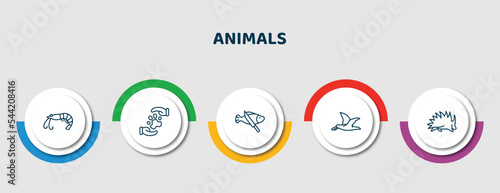 editable thin line icons with infographic template. infographic for animals concept. included prawn, pet care, fish and a knife, albatross, porcupine icons.