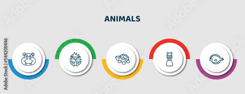 editable thin line icons with infographic template. infographic for animals concept. included hippopotamus, hedgehog, turtle, lama, flounder icons.