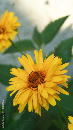 Jeżówka żółta, mały słonecznik, żółty kwiat