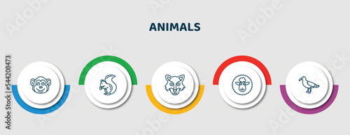 editable thin line icons with infographic template. infographic for animals concept. included chimpanzee, squirrel, wolf, female sheep, albotros icons.