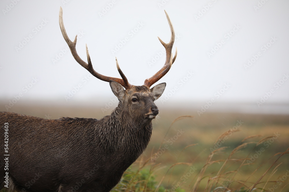The face of a male deer with great horns