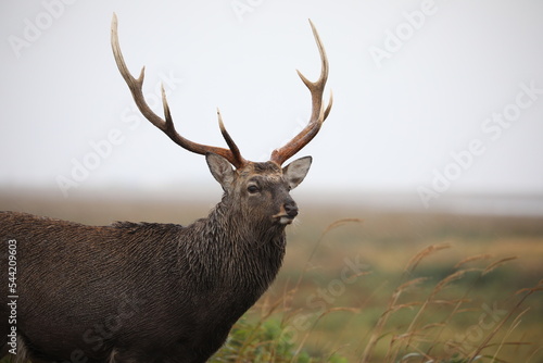 The face of a male deer with great horns