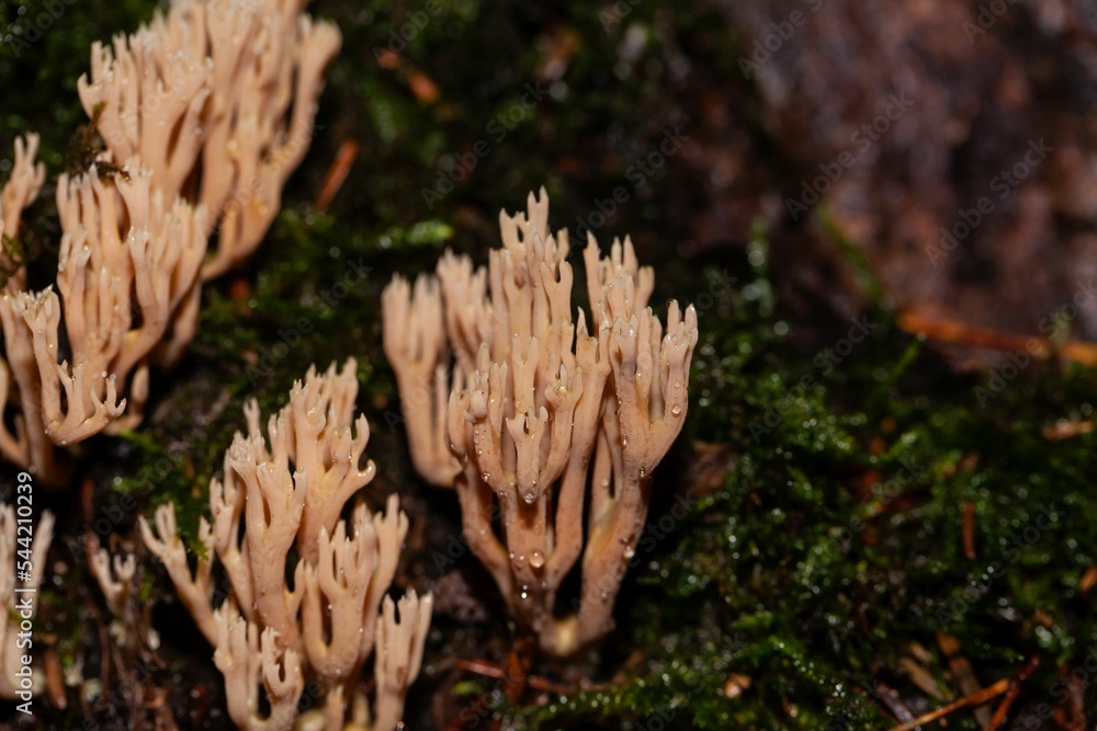 The coral fungus Artomyces pyxidatus The coral fungus Artomyces pyxidatus