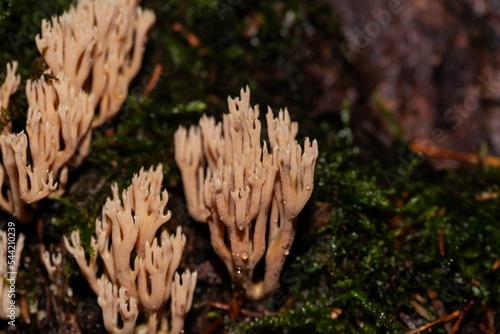 The coral fungus Artomyces pyxidatus