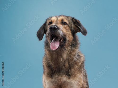 purebred dogs, mix of breeds on a gray background. Charming, long-haired